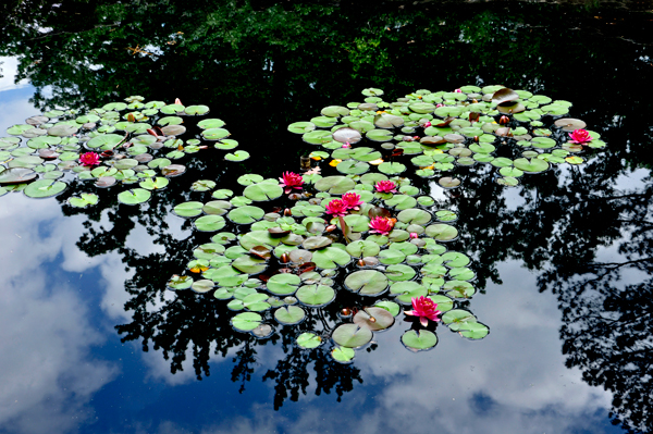 Iris Garden pond